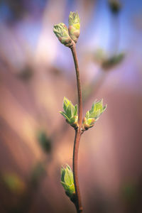 Close-up of flower plant