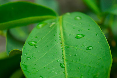 Close-up of raindrops on leaves