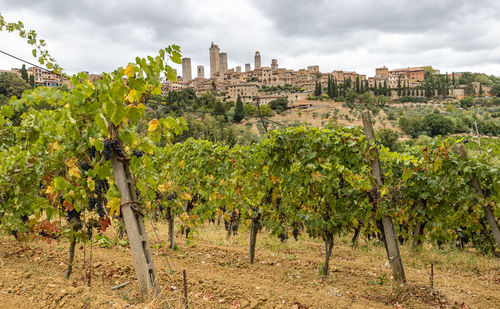Vineyards of san gimignano