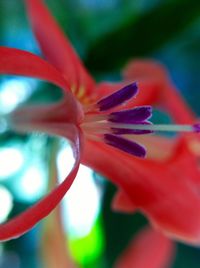 Macro shot of pink flower