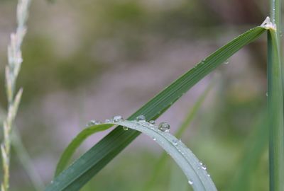 Close-up of grass