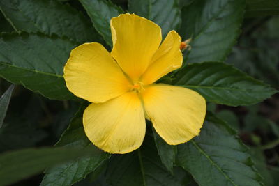 Close-up of yellow flowering plant