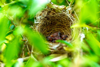 Close-up of bird perching on plant