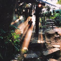 sunlight