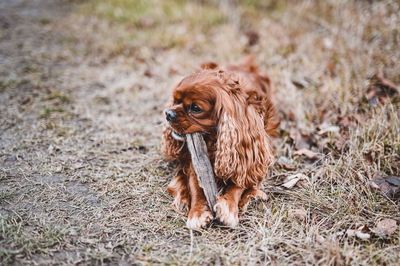 Portrait of a dog on field