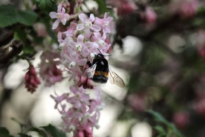 Close-up of bee pollinating on pink flower