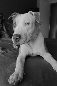 Portrait of dog sitting on floor at home