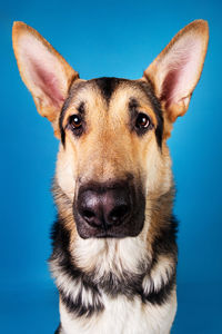 Close-up portrait of a dog against blue background