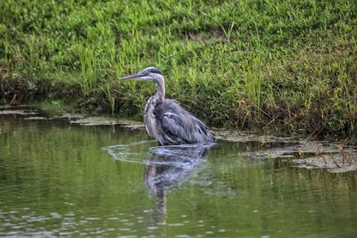 High angle view of gray heron in lake