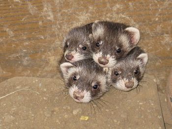 High angle view of portrait of young ferrets