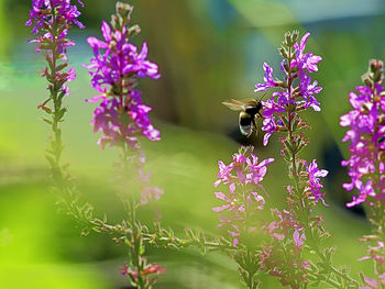 Bee pollinating flower