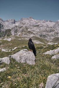 Black swan in a mountain