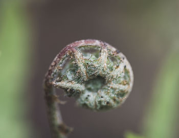 Macro shot of plant