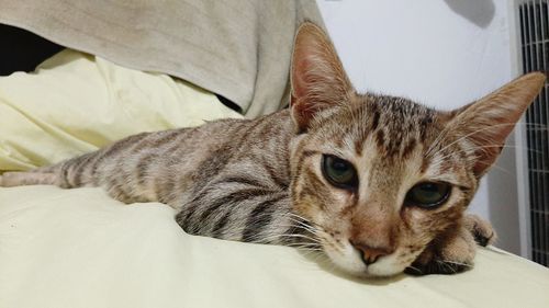 Close-up portrait of a cat