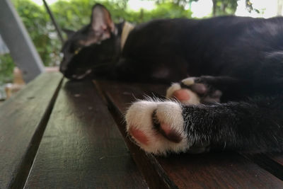 Cat resting on top of table