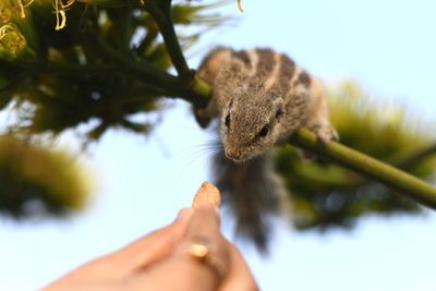 Close-up of hand holding squirrel