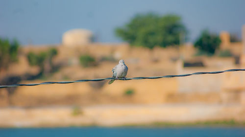 Bird perching on a tree