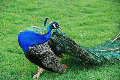 Peacock on grassy field