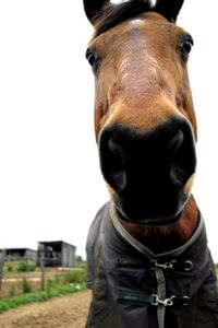 Close-up portrait of animal