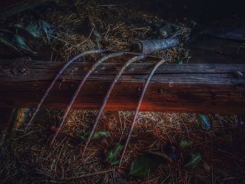 Close-up of snake on grass at night