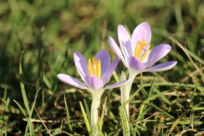 Close-up of purple crocus flower on field