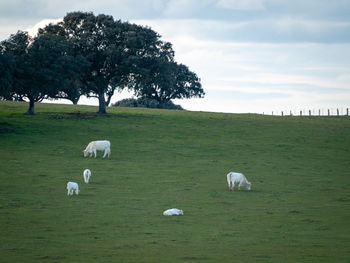 Sheep grazing in a field