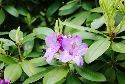 Close-up of purple flowering plant