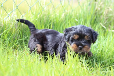 Portrait of puppy on field