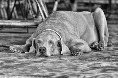 Close-up of dogs