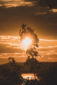 Silhouette tree by sea against sky during sunset