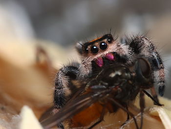 Close-up of spider on leaf