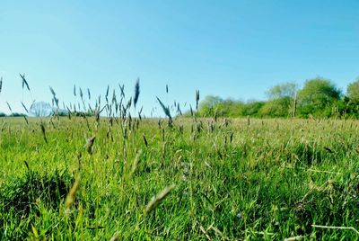Scenic view of grassy field against clear sky