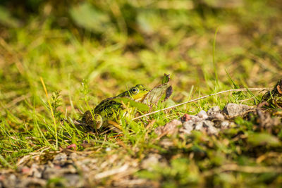 A beautiful common green water frog enjoying sunbathing in a natural habitat at the forest pond. 