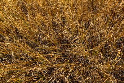 Full frame shot of crops on field