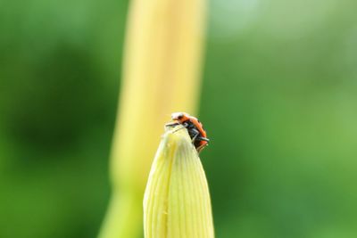 Close-up of insect on plant