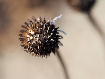 Close-up of butterfly on flower