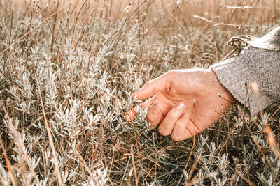 Human hand holding corn field