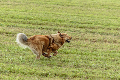 Tibetan mastiff