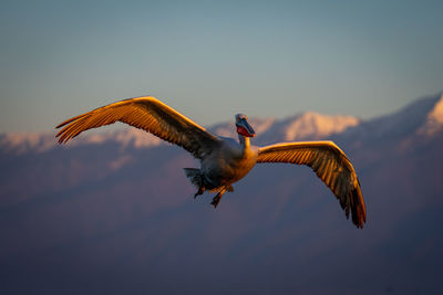 Close-up of bird flying against sky