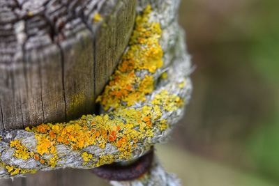 Close-up of yellow flower on tree trunk