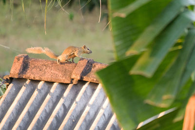 Close-up of squirrel on plant