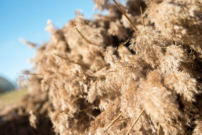 Close-up of dried plant on field against sky