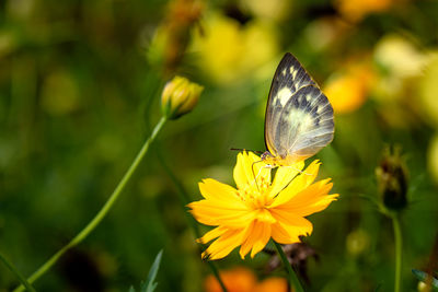 Close-up of butterfly pollinating on yellow flower
