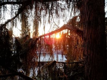 Trees in forest against sky
