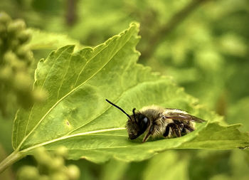 Close-up of insect on flower