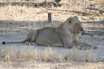 View of cat lying on land