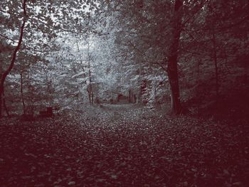 Road amidst trees in forest