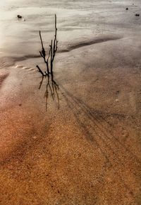 Tree on sand