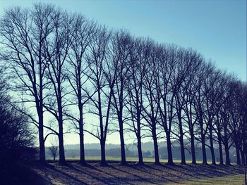 Bare trees on field against sky