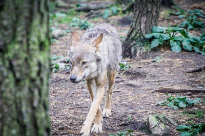 Portrait of dog on field in forest